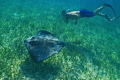 I took this shot with a Canon G11 with a Canon Housing, My camera settings were F stop at 5.6 and shutter speed at 125  ISO 200. The  picture was taken at Hol Chan Marine Park in San Pedro Belize .