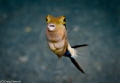 Little Angel/ See these little guys on almost every dive and just wanted to highlight how cool looking they are! Shot with a Canon 7D with a Canon 100mm in a Nauticam housing and a Sea & Sea YS-110A.