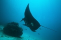 manta fish at manta sandy west papua indonesia