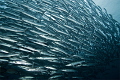 A school of Barracudas in Barracuda point, Sipadan.