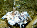 harlequin shrimp at secret reef dumaguete city philippines