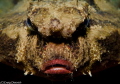 Grumpy / Shot with the Sony NEX5n with the 30mm lens with a Nauticam housing with a Sea & Sea 110A strobe. This photo was taken at our famous Blue Heron Bridge here in south Florida.