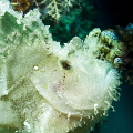 Portrait of a leaf fish