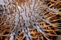 close up of a crown of thorn seastar