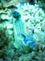 This is a 6 inch Giant Doris I encountered whilst drift diving in La Rijana, Spain at a depth of 12 metres. This was taken by Jack Longman (my brother) and uploaded by Michael Longman with the permission of Jack Longman.