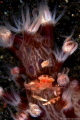 Porcelain crab (Porcellanella triloba)