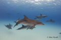 A pod of spotted dolphins with one bottlenosed mixed in