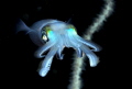 Frontal shot -night squid