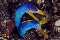 Two Ribbon Eel Morays Male