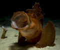 Paddle flap scorpionfish, pulau weh- indonesia