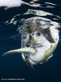Sea Turtles mating, found in open ocean 5 miles off the coast.