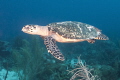Turtle swimming over shark reef