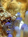Spotted Cleaner Shrimp....natural light ...top of the reef at 20ft