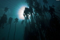 Kelp forest, with visibility of even the clouds overhead