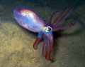 a squid in dark swedich waters