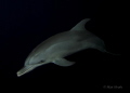 Young Atlantic Spotted Dolphin at Night