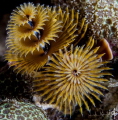 Christmas tree worms