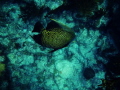 French Angel fish at Loe Key Reef in the Florida Keys