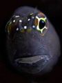 Blenny Poertrait 
Super-macro
(Result of experiment with +17 diopter)