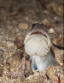 Goby