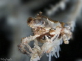 Xeno Crab
Canon 1000d, 2 strobe Sea&Sea 110, Housing Nimar, 1/200 F14