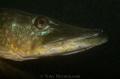 Pike trying to hide from me under a small platform in Dosthill quarry.