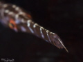 Pipefish