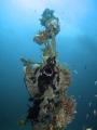 Black Frogfish Yawning. canon S100 + wide angle + dual inon  Z240.