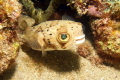 Eye of the Puffer Fish