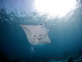 Snorkeling with manta ray. Sangalaki island.