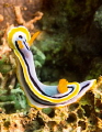 Nudi