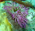 purple ,anemone,underwater,puerto rico