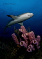 Reef Shark on a beautiful Bahamas Reef