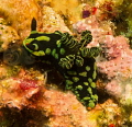 Nudibranch