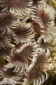 Social feather dusters in Grand Cayman taken with Canon T21 in Nauticam housing; Canon 100mm macro lens.