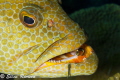 Grouper in Little Cayman; T2i w/ Canon 100mm macro lens; Nauticam housing; Ike strobes