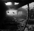 Early morning dive on the Kingston wreck, this small swin through gave the perfect oppurtunity to capture the early morning life on the wreck, this was taken moments after an encounter with a pod af about 15 dolphins :)