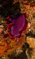 Flatworm