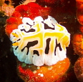 Nudibranch