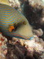 Olympus Pen1 with Magic Filter. (Undulate) triggerfish swimming in about 12m (40ft) water on the reefs of the Maldives.