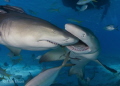 These Lemon Sharks Were Competing Over Who Got To Be In This Picture.