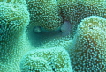 Cowries in toad stool. The Bounty, Gili Islands, Indonesia