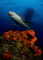 Caribbean Reef Shark