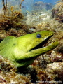 Green Moray Eel taken off of Islamorada