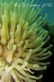 This photo was taken with a Canon G12 in an Ikelite housing. Only the on-camera strobe was used. I took dozens of photos of anemones over several dives before I started getting anything decent. This is one of my first passable shots.