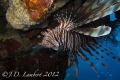 There are lots of invasive lion fish in the area where I'm diving right now. Since they don't move much they make good subjects to practice underwater skills for a beginner.