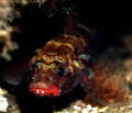 GOBIUS