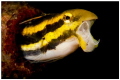 Fang Blenny