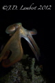 I did my first night dive with a camera this evening. I was surprised to find that I actually got a few pleasing shots. This was the first octopus I've encountered as well.