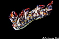 Swimming Nudi-Bornella anguilla
Canon t2i 100mm lens
f18 1/200 iso 400